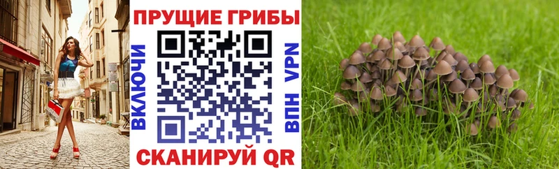 что такое наркотик  Ржев  Галлюциногенные грибы GOLDEN TEACHER 